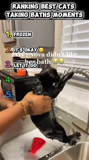 These Cats HATE Baths