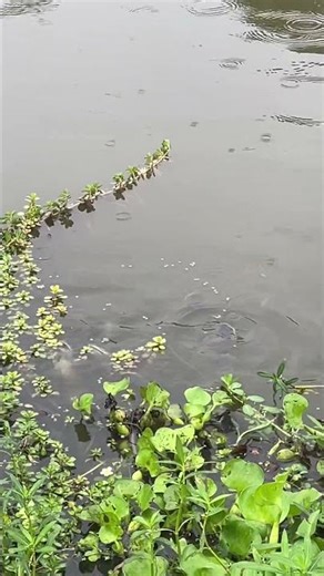 Amazing fish swimming #shortsfeed