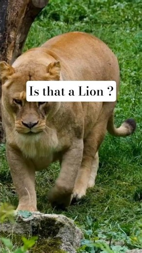 The Truth About Ligers: The Biggest Cat on Earth #facts #wildfacts