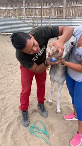 5.1M views · 10K reactions | Le cepillo los dientes a un burr0 y pasa esto 藍❤️ | Jefferson Rescata | Facebook