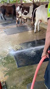 183K views · 1.1K reactions | The shepherd is very carefully cleaning the cow dung and carpet with water in the morning #bulls #dung #CarpetCleaning #water #cattlefarm #viralreelsシ #fypviralシ #viralvideoシ #foryoupageシ | Bulls take care | Facebook