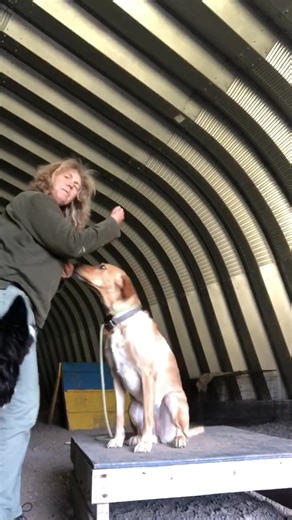 TRAINING TIP...where you hold the training treats really matters. In this video l m training Lotti the down stay. In the beginning l am using treats in the hand nearest to her nose to lure her down into position, once there l can place a treat between her paws to make it worth her while to stay there rather than get up out of position. This is good for a few times, but the problem is that after a while when you try and cut down on the treats to lure them into position it will be a struggle as yo