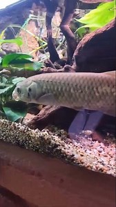 Top 10 Breathtaking Saltwater Fish that Will Transform Your Aquarium into a Vibrant Underwater