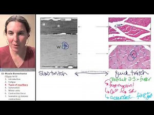 Biomechanics 3- Myofiber types