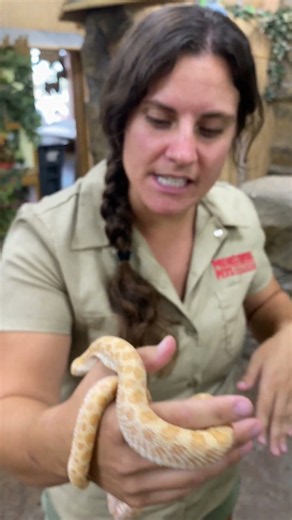 This tiny albino snake's nose is built for one weird trick