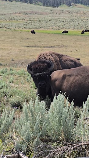 79K views · 2.1K reactions | Giving new meaning to Scratch and Sniff...boys 臘‍♀️ | T. Lyn Neufeld Photography | Facebook