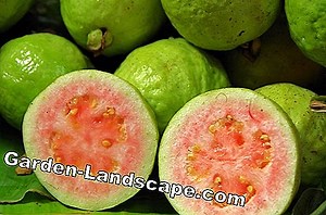 Other: Fertilize Apple Tree - Instructions & Tips | 2025