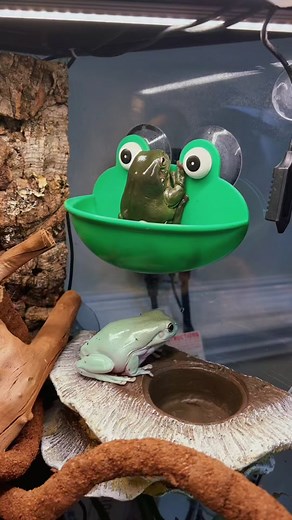 🦈 #🐸 #frog #frogtiktok #froggy #whitetreefrog #dumpy #frogtok #foryou #fyp #treefrog #froglover #cottagecore #amphibian #frogarmy