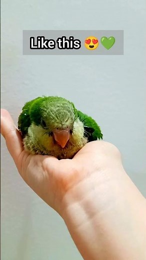 This Baby Quaker Parrot Will Shock You! 🦜 Watch It Grow”