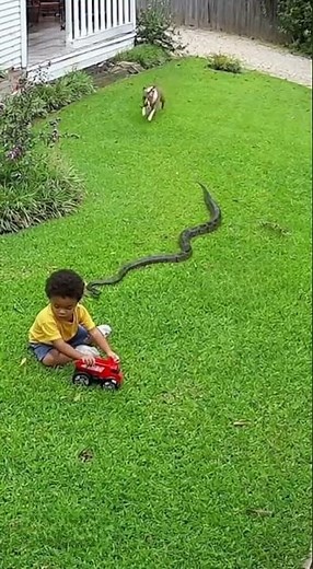 Hero Dog Saves Child from Snake Attack 🐕💥 | Caught on CCTV