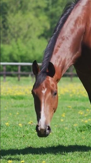 Horse Eating Grass - ASMR Video with Animals and Pets