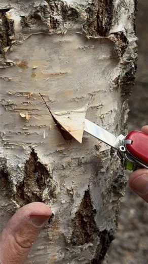 How to Find Water in the Wild in Spring | Survival Guide. #survival #skills #camping