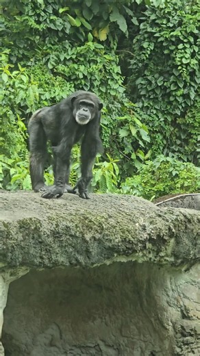 Chimpanzee/Pan troglodytes/Taipei Zoo