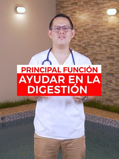 Funciones del Estómago: Claves para una Buena Digestión