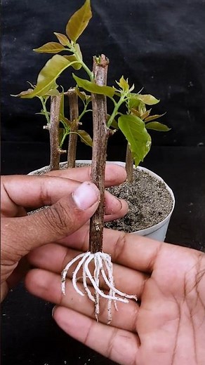 Watch how to grow bougainvillea plant at home | Step-by-step technique explained