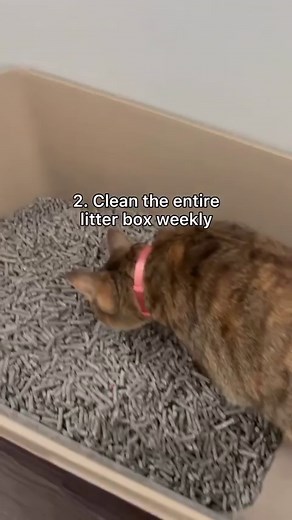 POP QUIZ: How often should you fully replace your cat’s litter box? HINT: It’s in the video 😉 | Petco