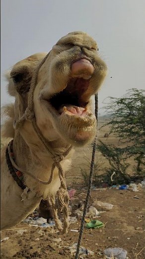 Why Camel yelling 😳 #shorts #youtubeshorts