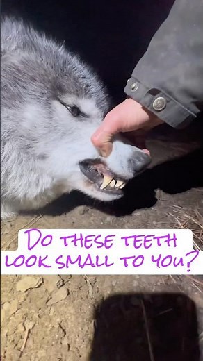 How big are wolves’ teeth? #wolves #wildlife #animals The