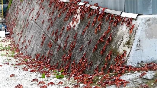Millions of red crabs take over Christmas Island in stunning annual migration