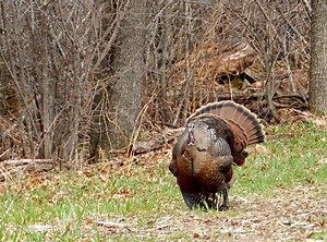 Strutting Hens: A Rare Sight in the Turkey Woods | OutdoorHub