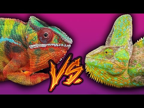 Which chameleon is best? | The differences between veiled and panther chameleons