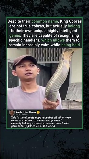THE ULTIMATE NOPE ROPE