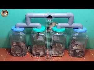 Top 10 perangkap tikus pipa plastik 2021/Ide perangkap tikus terbaik dari pipa dan botol plastik
