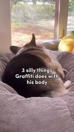 The twog takes many forms… #corgi #sillydog #funnydog #funnypetvideos #corgisoftiktok | Brady & Graffiti the Corgis