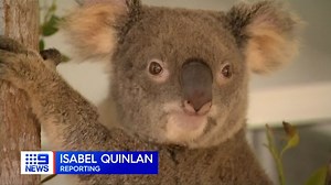 They're one of Australia's most treasured native species and yet, despite years of warnings, our Koala populations continue to decline. #9News | Nightly at 6.00pm | 9 News