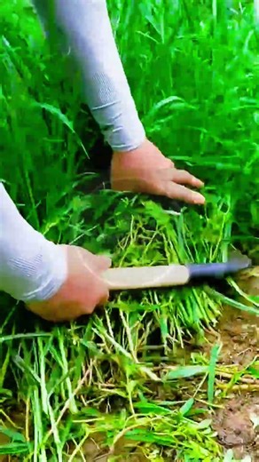 Fast Grass Harvesting: The Ultimate Scythe Rhythm! 🌿⚔️ #farmoratv #nature #asmr