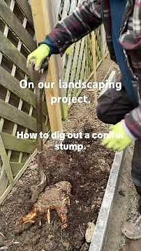 Digging out a conifer stump 💪
