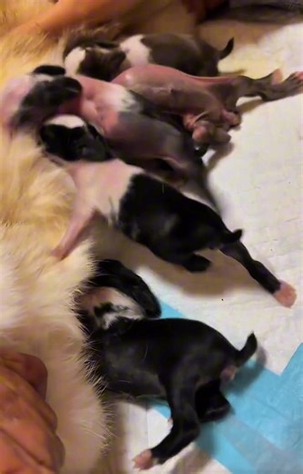 Baby Rabbit Breastfeeding: An Adorable Moment