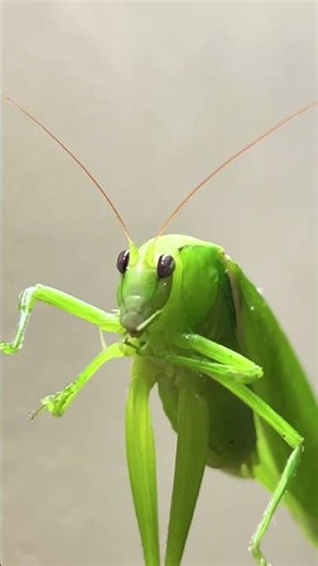 Grass Alien... #viral #youtubeshorts #youtubeshorts #andaman #themixedbag87 #shortsfeed #shorts #yt