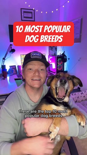 22K views · 761 reactions | 10 Most Popular Dog Breeds⌚️隸‍♂️ #tldr #cuttothechase #facts #randomfacts #timesaver #dogs | Timesaver9000 | Facebook