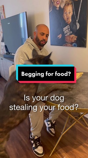 Teaching Your Dog the 'Place' Command for Proper Behavior