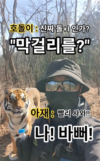 "막걸리에 환장한 술꾼~호랑이 쯤이야!"(#animals #shorts #nature)