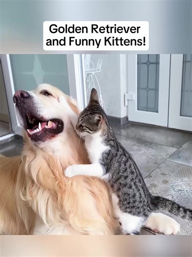 Golden Retriever and Funny Kittens #Funnydog #Cutedog #Goldenretriever