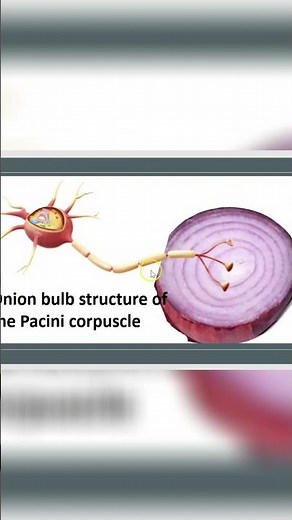 Pacinian Corpuscles: Detecting Skin Vibration Explained! #shorts