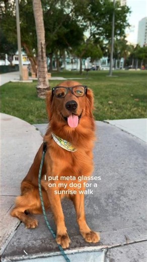 I put meta glasses on my dog for a walk🌅🐕