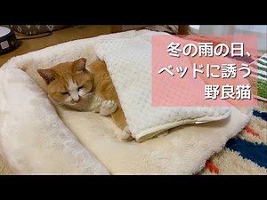 【猫と雨宿り】冬の雨の日は野良猫とこうやって過ごしています。