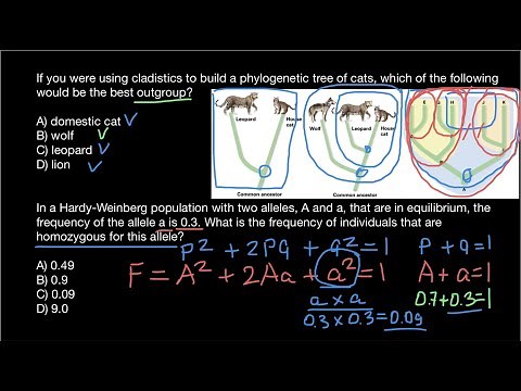 What is the Clade and Outgroup