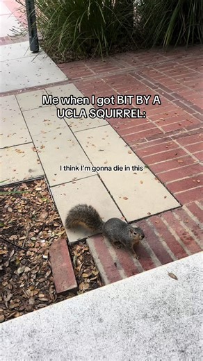 Bizarre Encounter with UCLA Squirrel