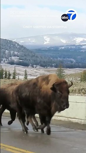 Herd of bison run across bridge in Yellowstone
