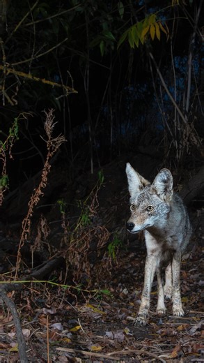 48 reactions | Coyotes using culverts for safe passage like… You...