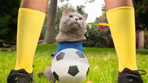 Cat Antics: Prince Michael Becomes a Soccer Star
