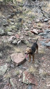 1.9K reactions · 160 shares | Rough country calls for good horses and good dogs, luckily, we have both. If you’re looking for your next rockstar, don’t miss the @legacy_ranch_horse_sale next week! #k4ranches #cattleranch #quarterhorses | K4 Ranches | Facebook