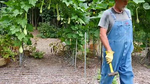 5K views · 273 reactions | Building a Garden Trellis Using a Cattle Panel | PawPaw Ridge Homestead | Facebook
