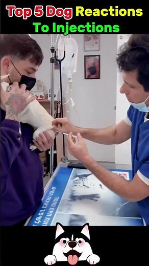 Top 5 Funniest Dog Reactions to Injections 🐶💉😂