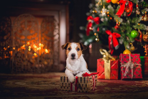WATCH: 'A dog is for life, not just for Christmas:' 40 years on, the slogan that still resonates - The Sunday Post