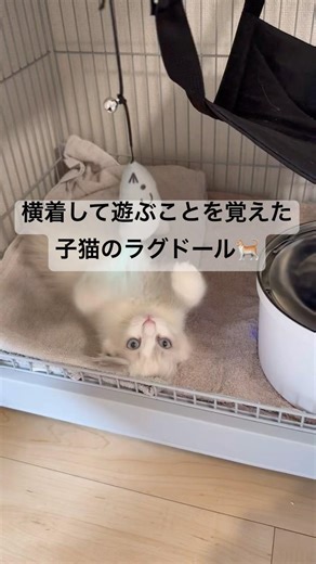 【ズボラな天使】ゲージで寝転がって遊ぶラグドール